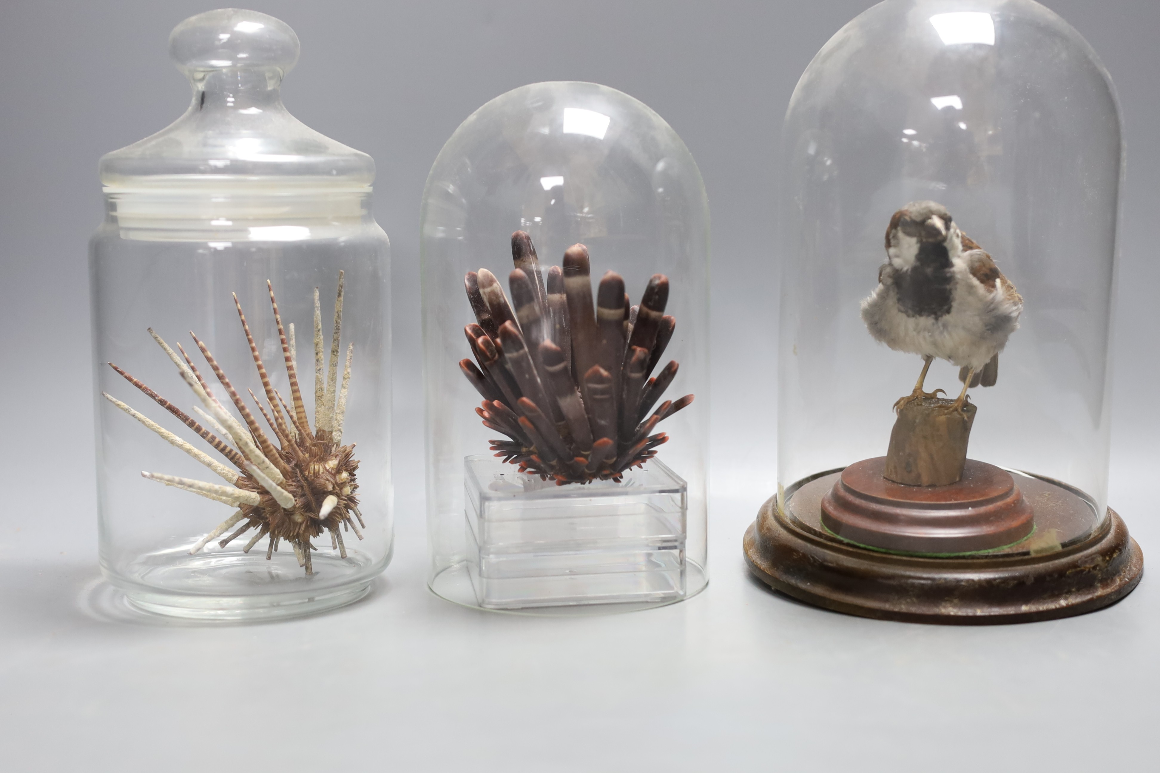 Two ostrich eggs, a taxidermy sparrow under a glass dome, 21 cm high, shell and urchin specimens
